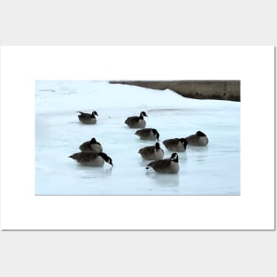 Canadian Geese Flock Resting On The Snow Posters and Art